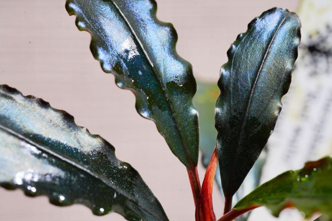 その他観葉植物 Bucephalandra sp.\"Red waltz\"