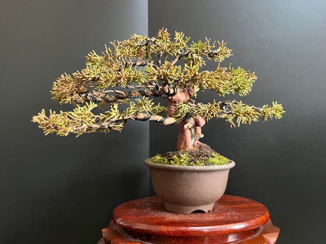 真柏盆栽　捻転シャリ幹　古木　小品盆栽　樹高16cm