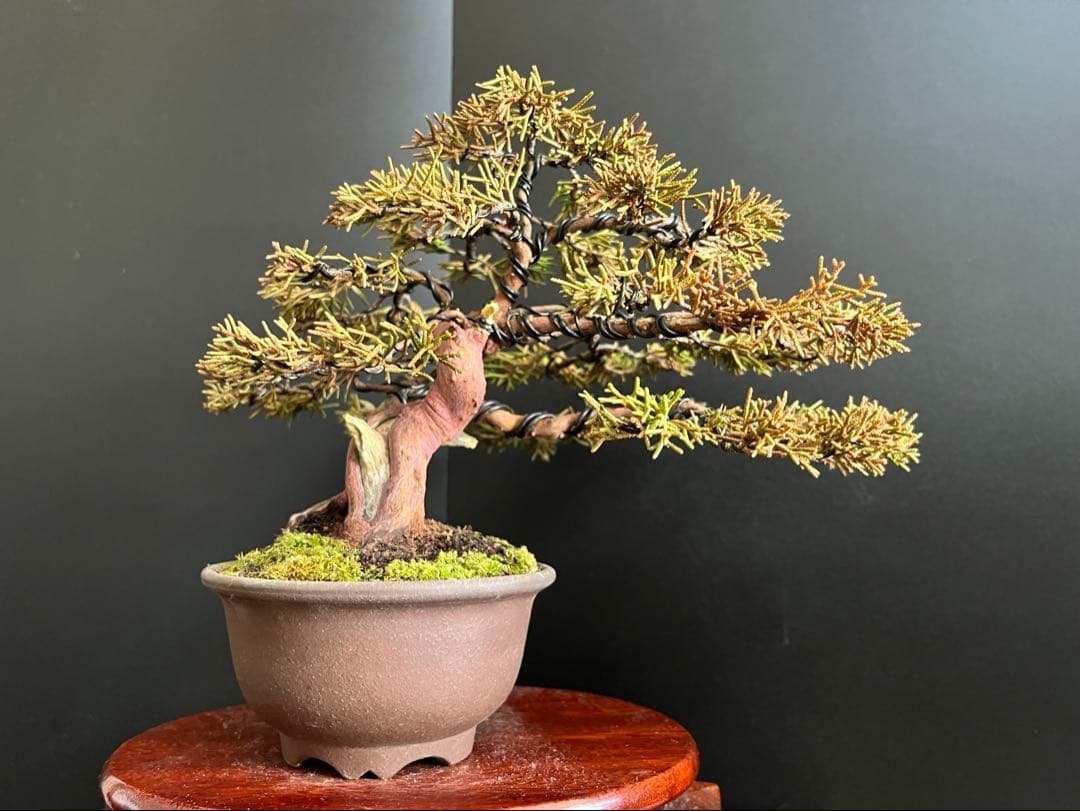 真柏盆栽　捻転シャリ幹　古木　小品盆栽　樹高16cm