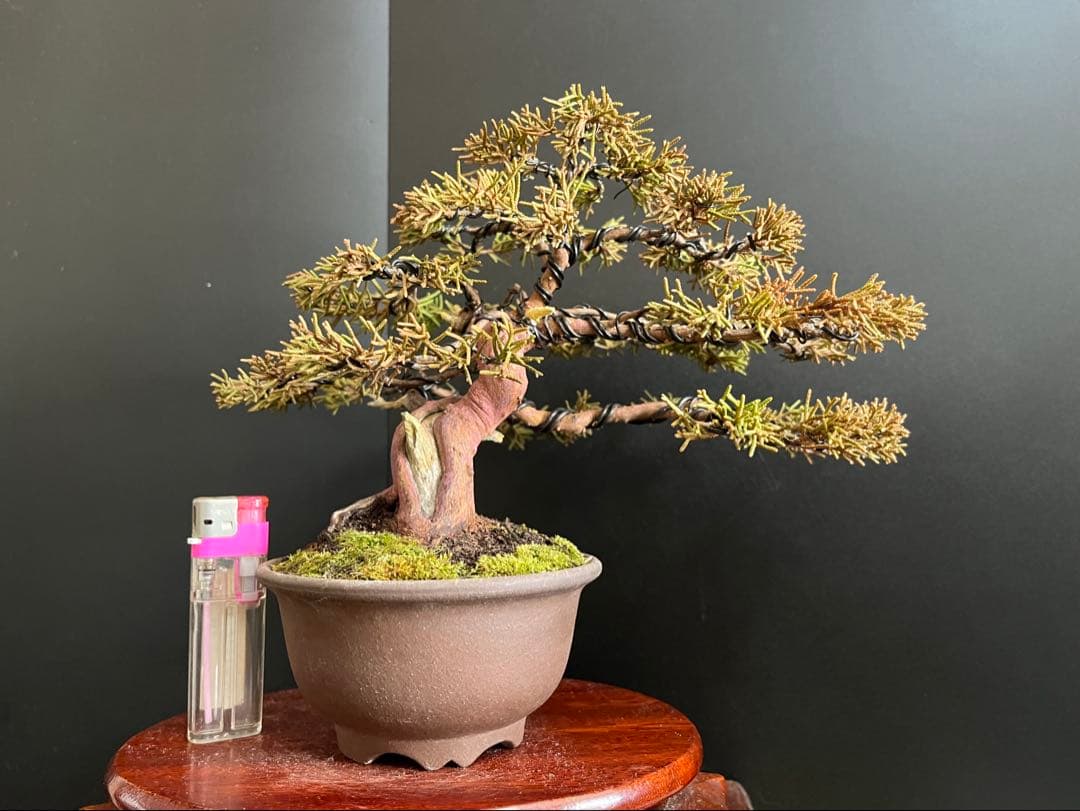 真柏盆栽　捻転シャリ幹　古木　小品盆栽　樹高16cm