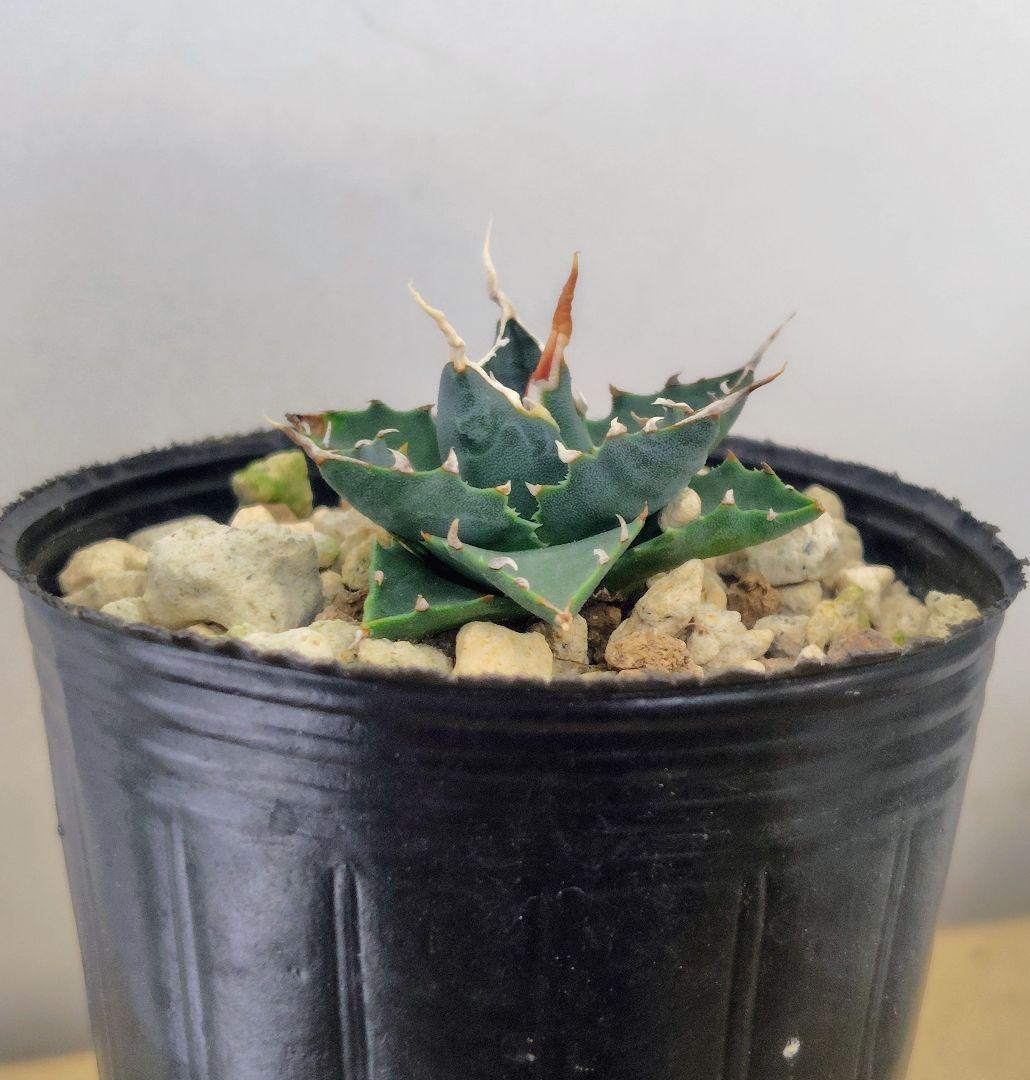 ★*★様 アガベ　ユタエンシス　エボリスピナ 実生25