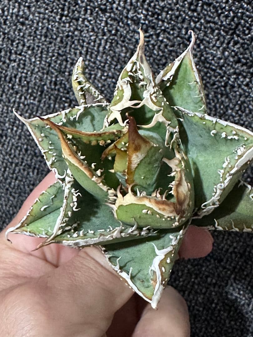 p*5様 2027アガベ チタノタ 麻花龍 強棘 裏棘 表棘 精選株