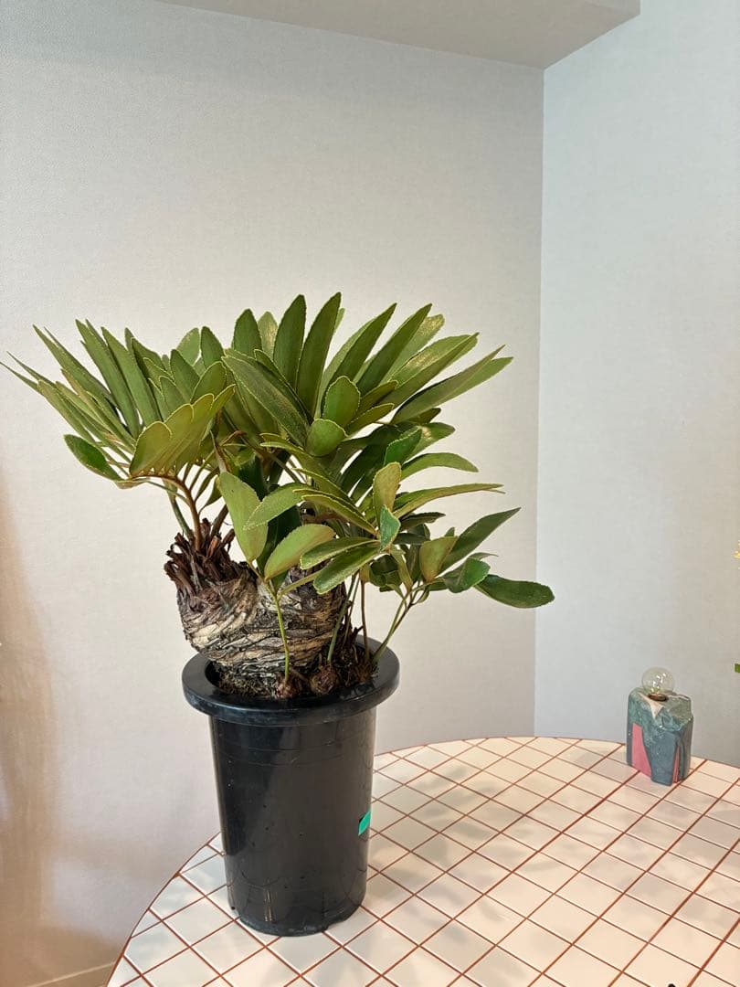 ザミア・フルフラセア　盆栽仕立て 【希少】 7号