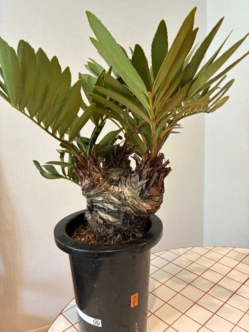 ザミア・フルフラセア　盆栽仕立て 【希少】 7号