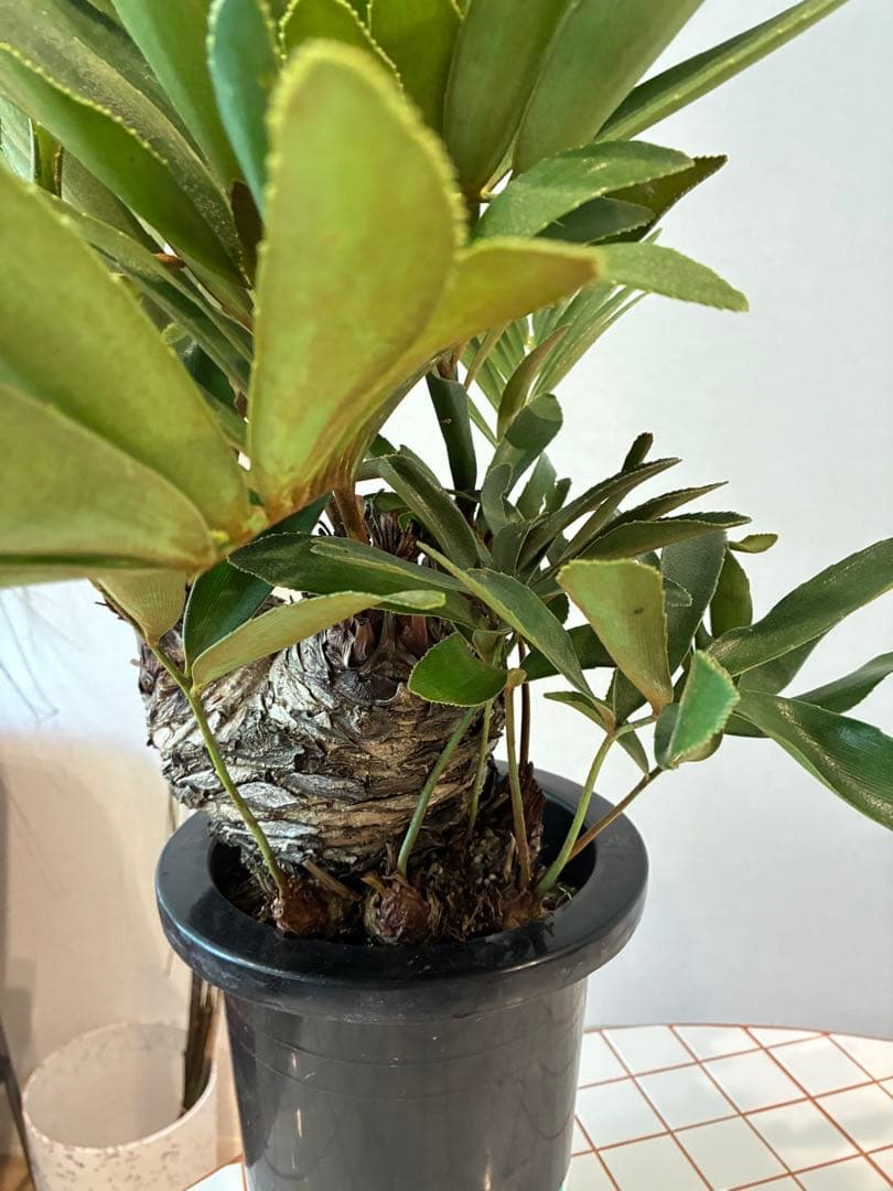 ザミア・フルフラセア　盆栽仕立て 【希少】 7号