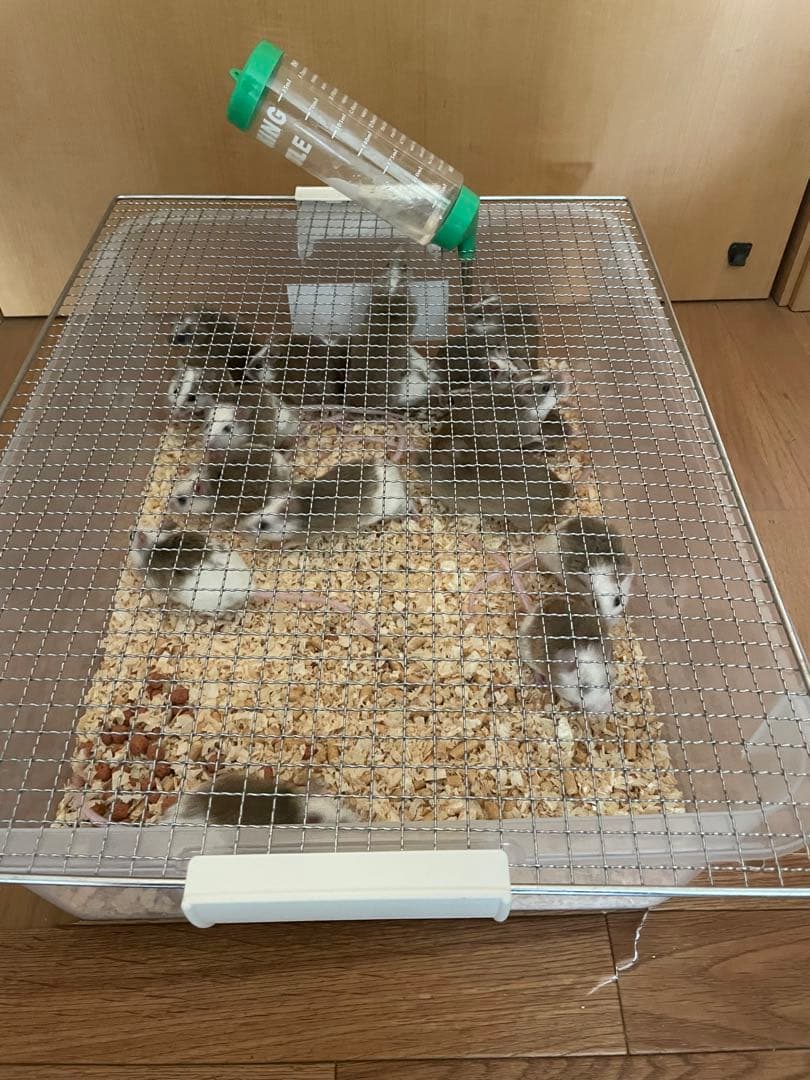 やわげ繁殖用ケース 12セット