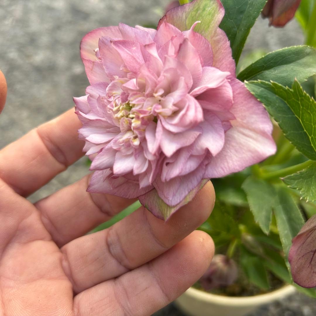 超多弁　クリスマスローズ　花2 つぼみ13 75番