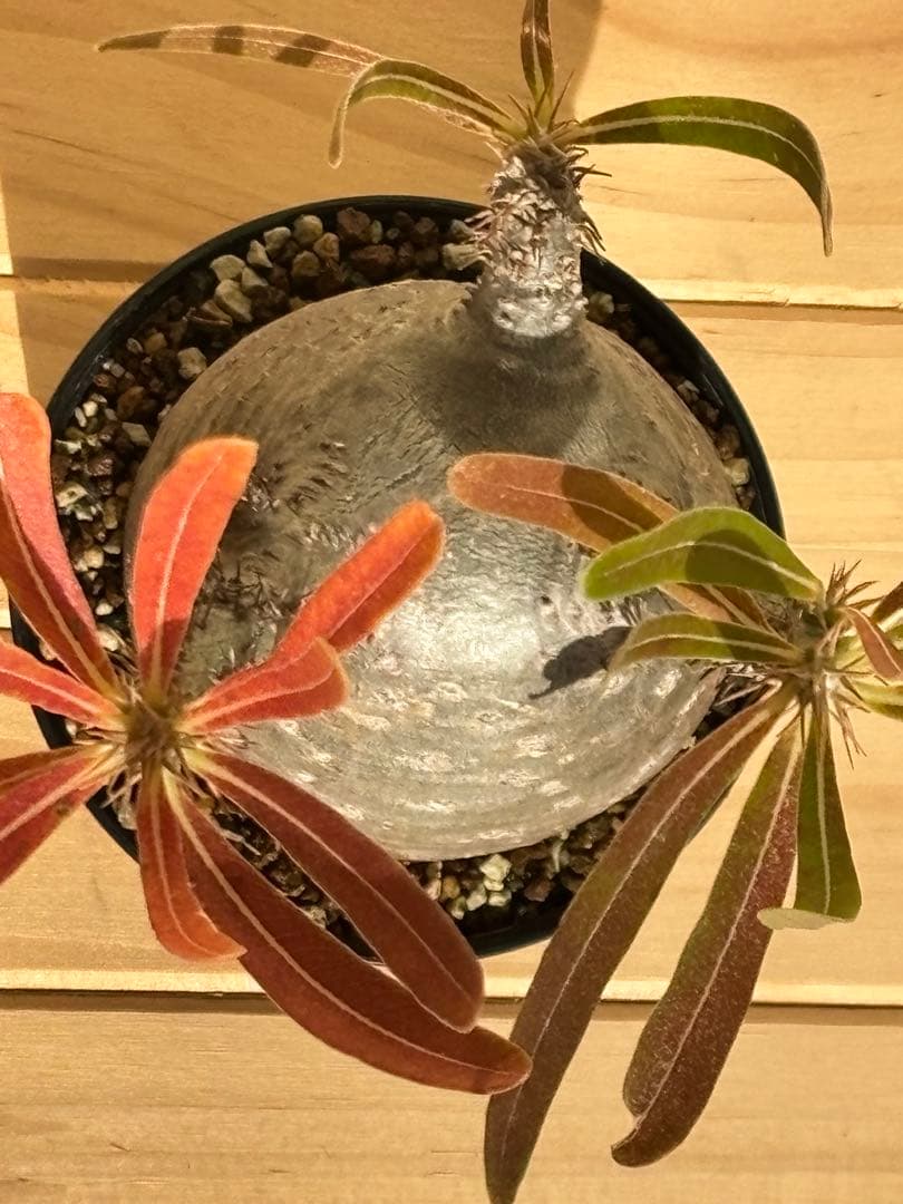 本日限定値下‼︎美株！まん丸、キズなし パキポディウム グラキリス（発根済）