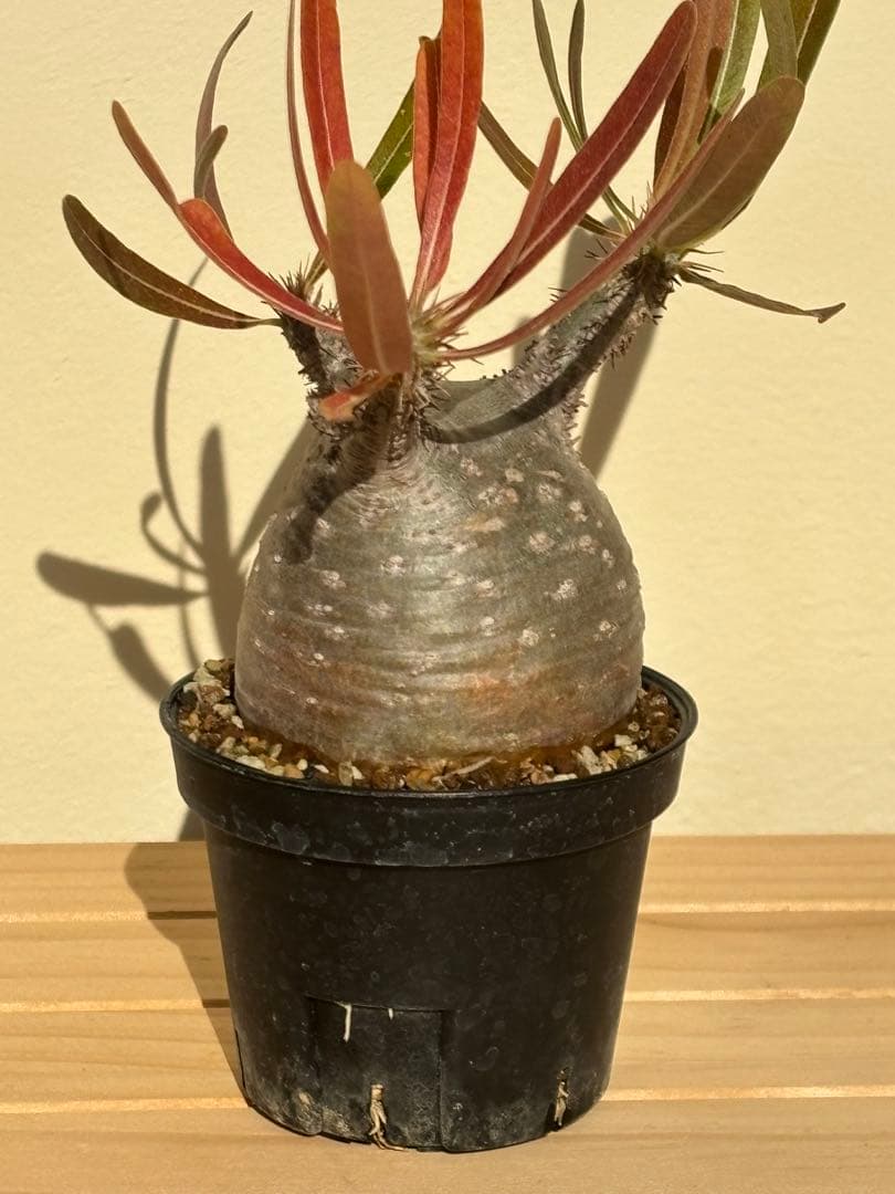 本日限定値下‼︎美株！まん丸、キズなし パキポディウム グラキリス（発根済）