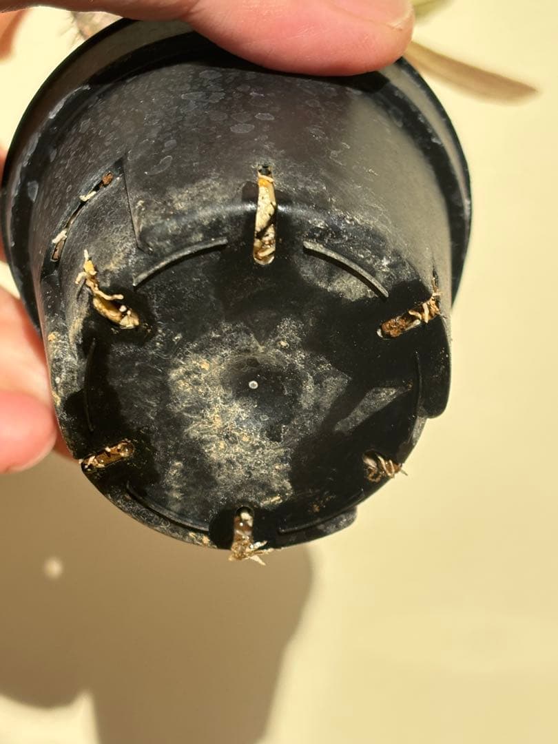 本日限定値下‼︎美株！まん丸、キズなし パキポディウム グラキリス（発根済）