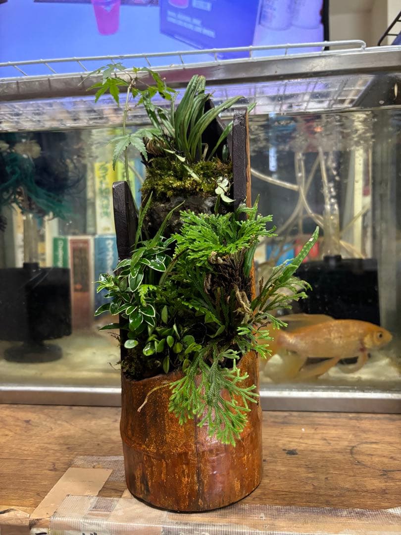 a＆e19 イワヒバ寄せ植え盆栽 山野草７種 竹の植木鉢に観葉植物の盆栽