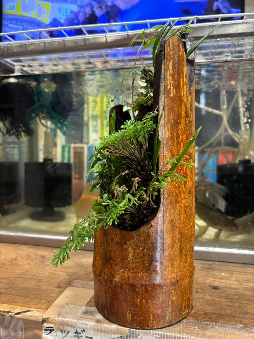 a＆e19 イワヒバ寄せ植え盆栽 山野草７種 竹の植木鉢に観葉植物の盆栽