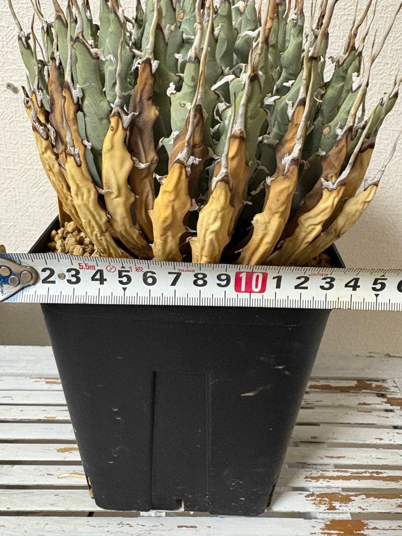 ‼️大株美株‼️陽炎　蕾　アガベ　エボリスピナ