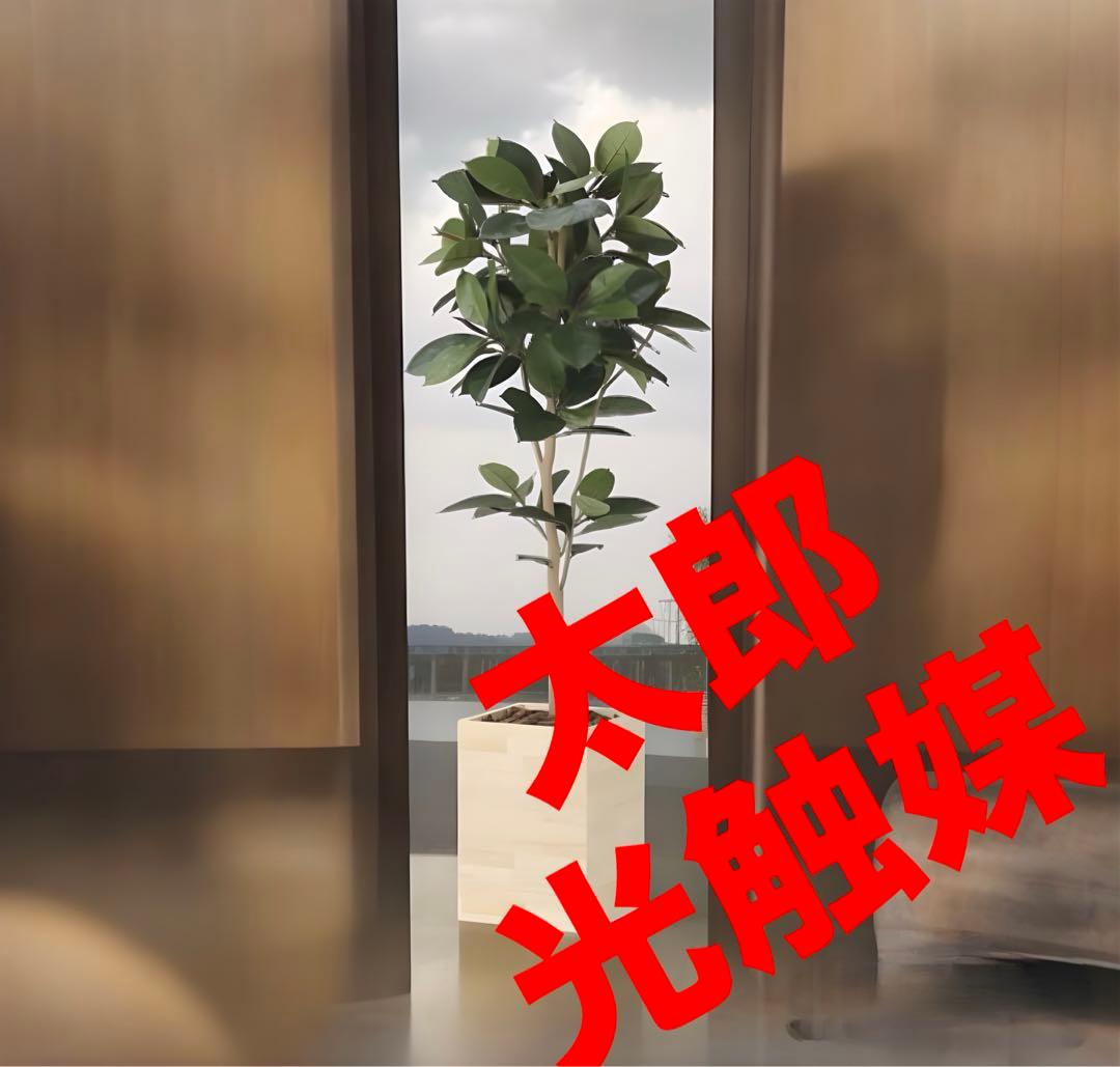 光触媒　人工観葉植物　フェイクグリーン　ウッドボックスゴムの木1.8