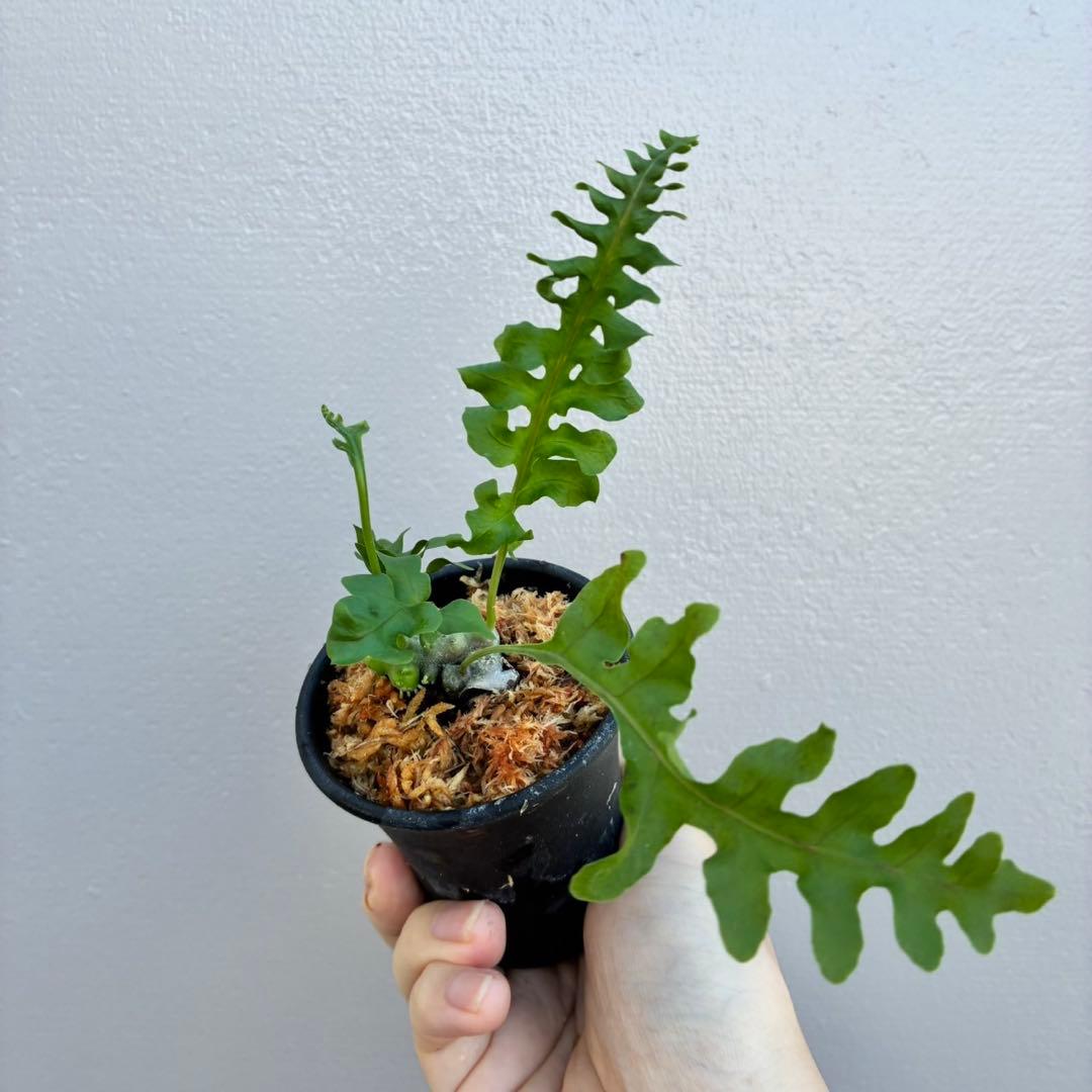 レカノプテリス　ルゾネンシスとイエローチップ