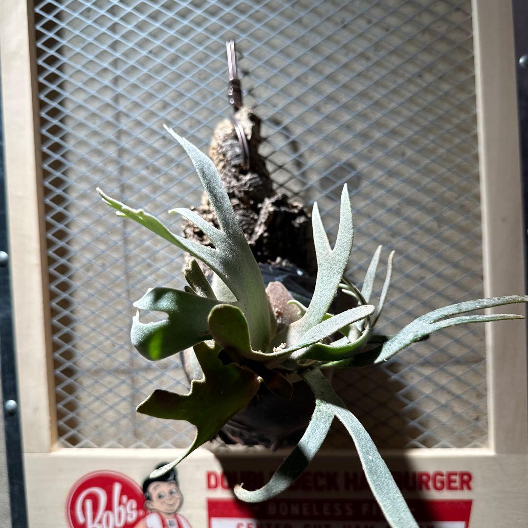 ビカクシダジェイドガールp.willinckii Jade Girl Spore