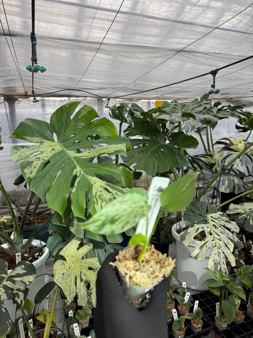 A3モンステラ　デリシオーサ　ベトシオーサ　2寸ポリポット　ネコポス発送