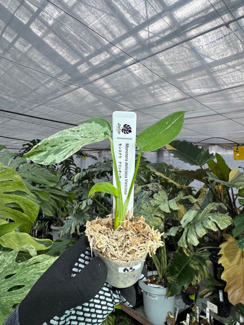 A3モンステラ　デリシオーサ　ベトシオーサ　2寸ポリポット　ネコポス発送