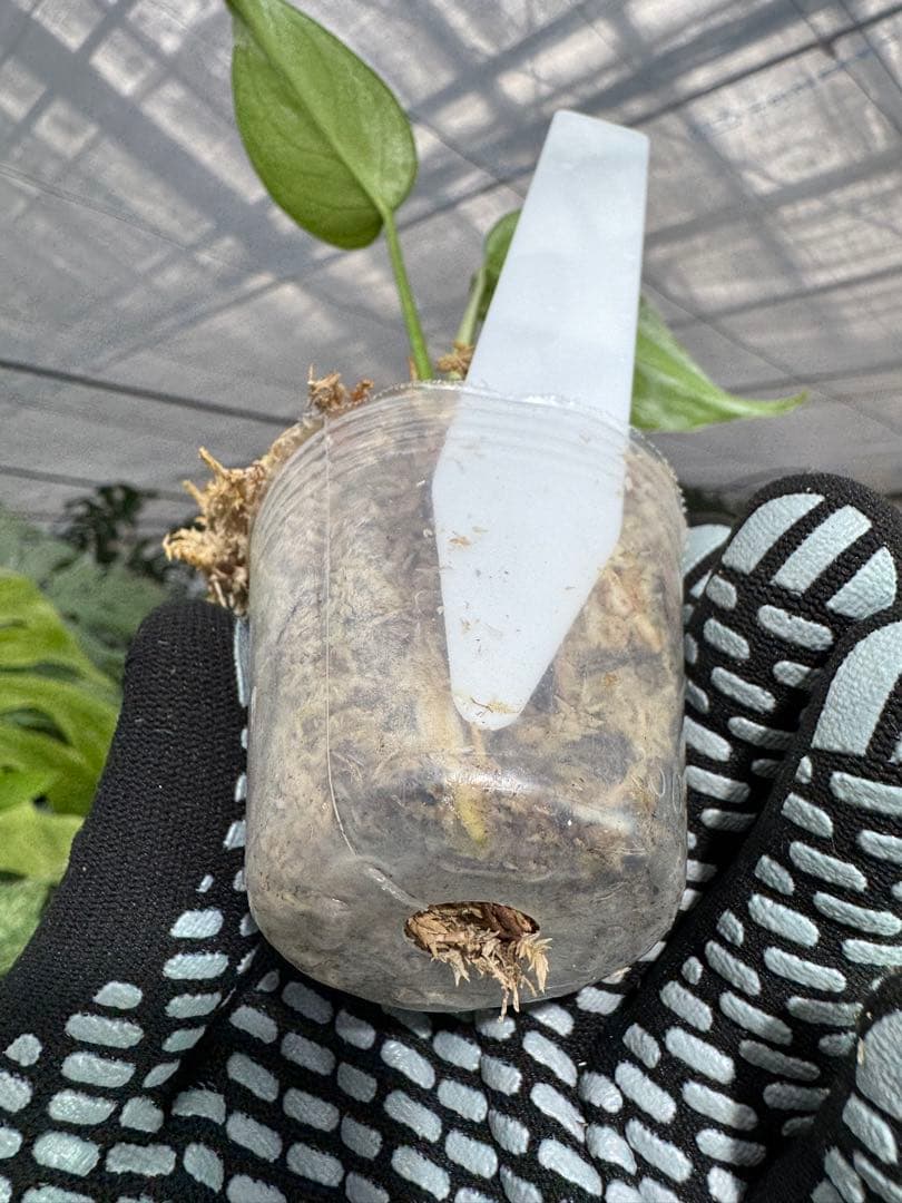 A3モンステラ　デリシオーサ　ベトシオーサ　2寸ポリポット　ネコポス発送