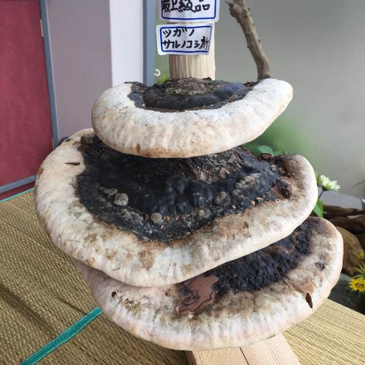 ツガノサルノコシカケ 三段