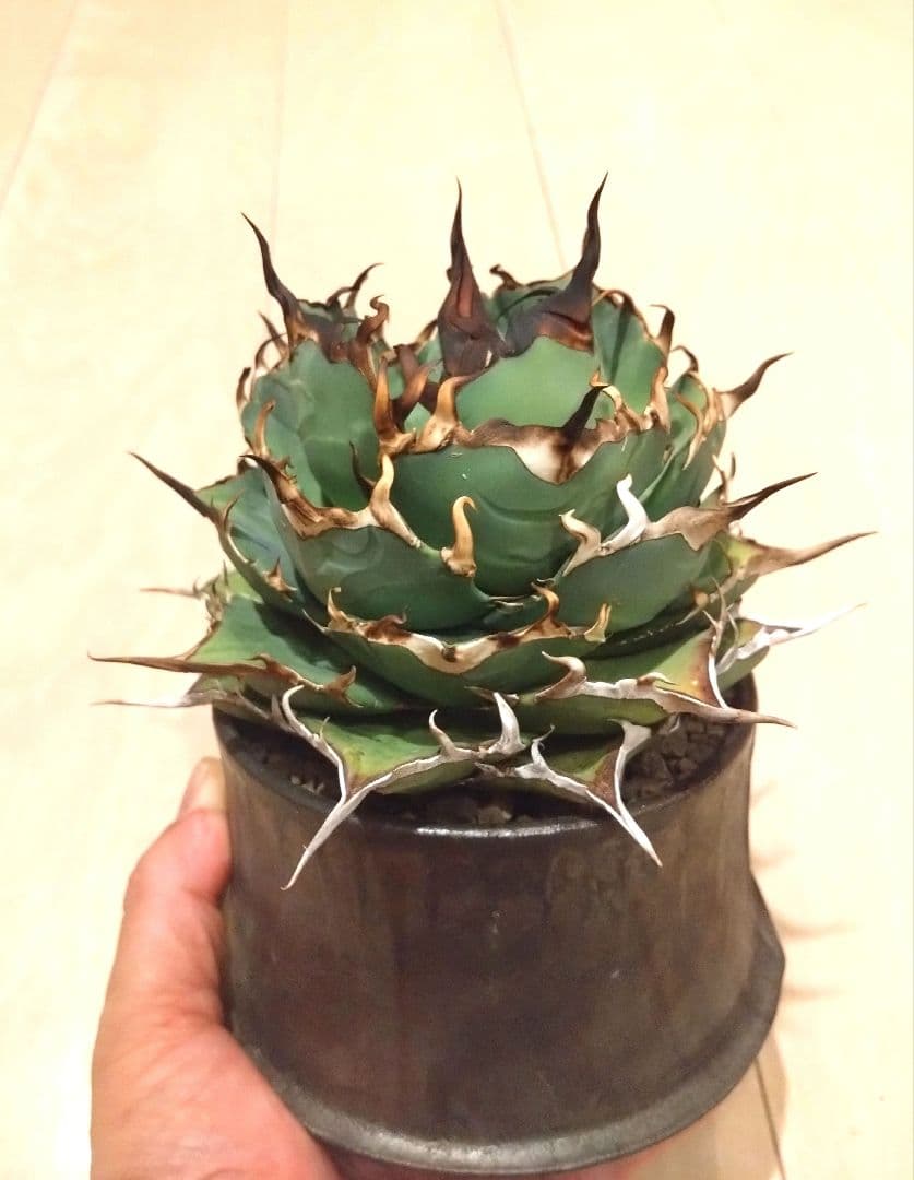 チタノタ　ハデス　黒帝斯（こくていき）恐竜牙歯　大株　オテロイ　アガベ　選抜