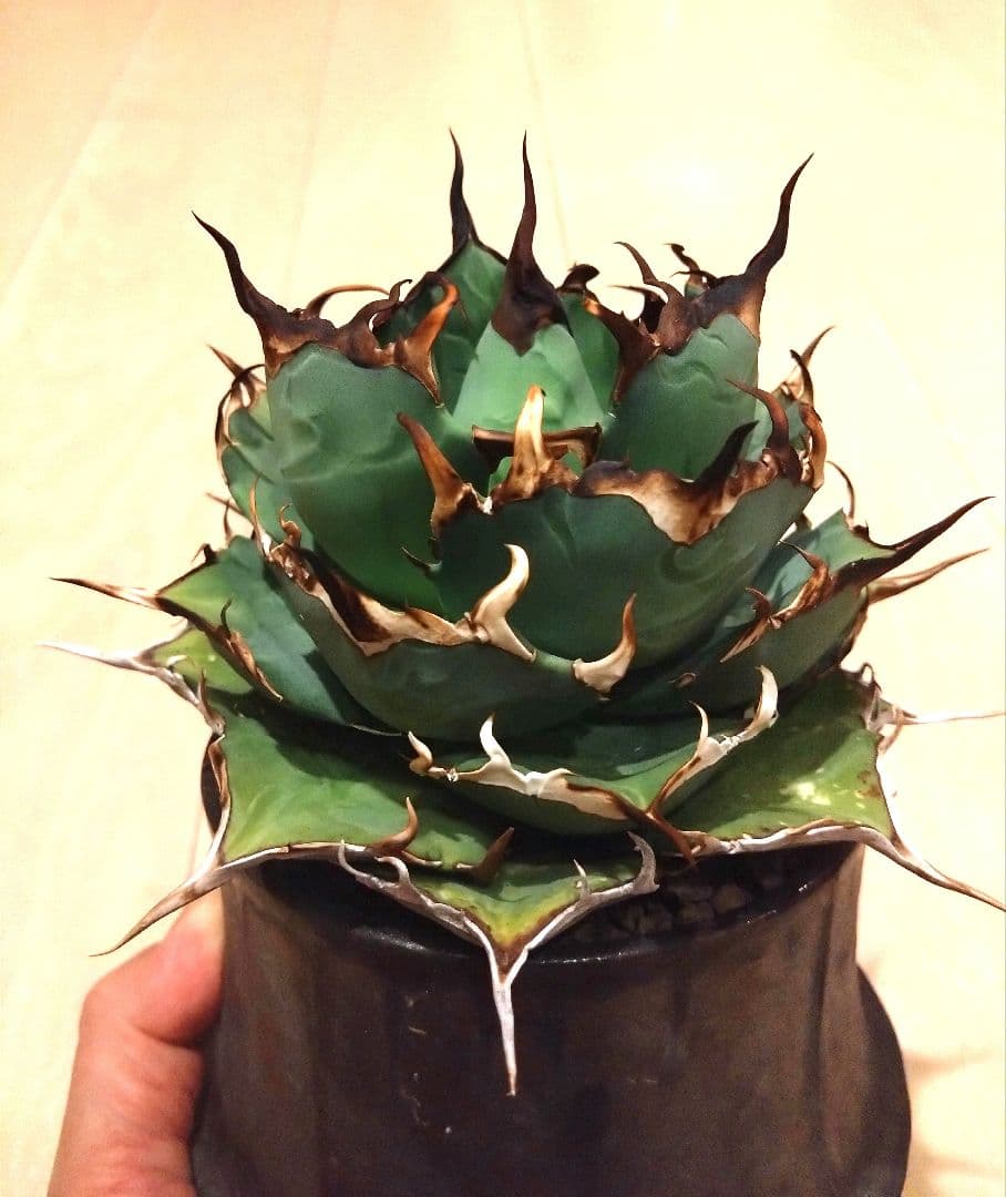 チタノタ　ハデス　黒帝斯（こくていき）恐竜牙歯　大株　オテロイ　アガベ　選抜