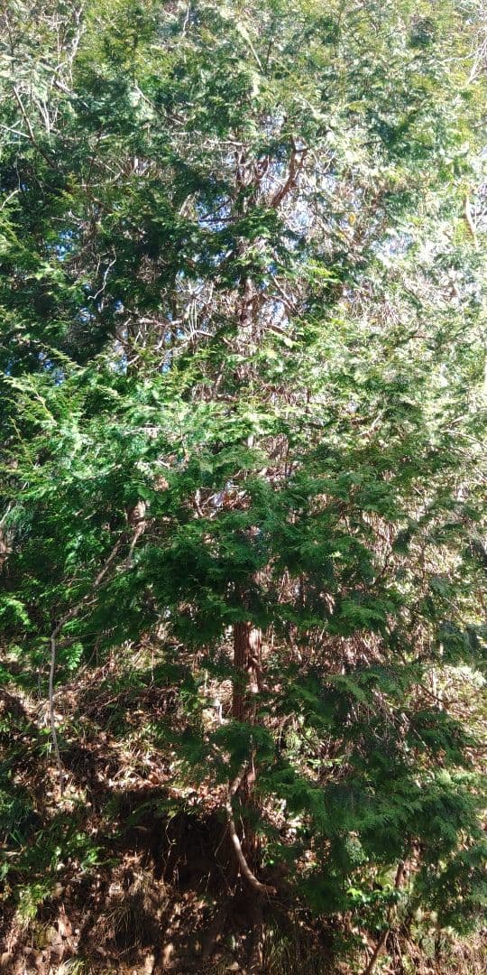 杉の枝葉　×一本分