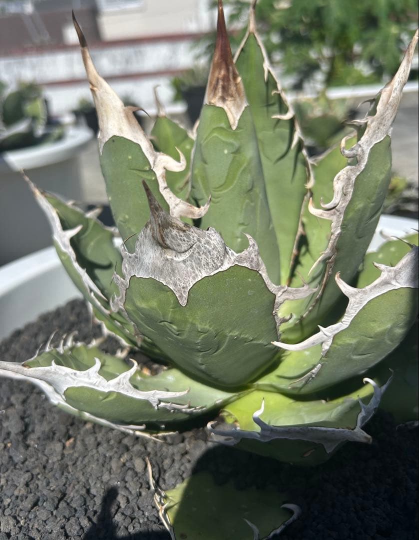 オアハカ　オテロイ　oaxaca oteroi 大株 超鋸歯