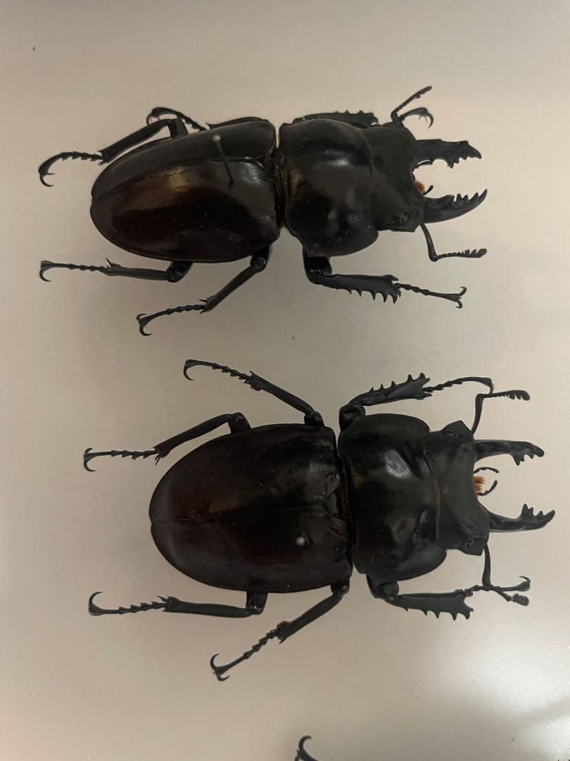 ヤエヤママルバネ　前嵩産　規制前野外品