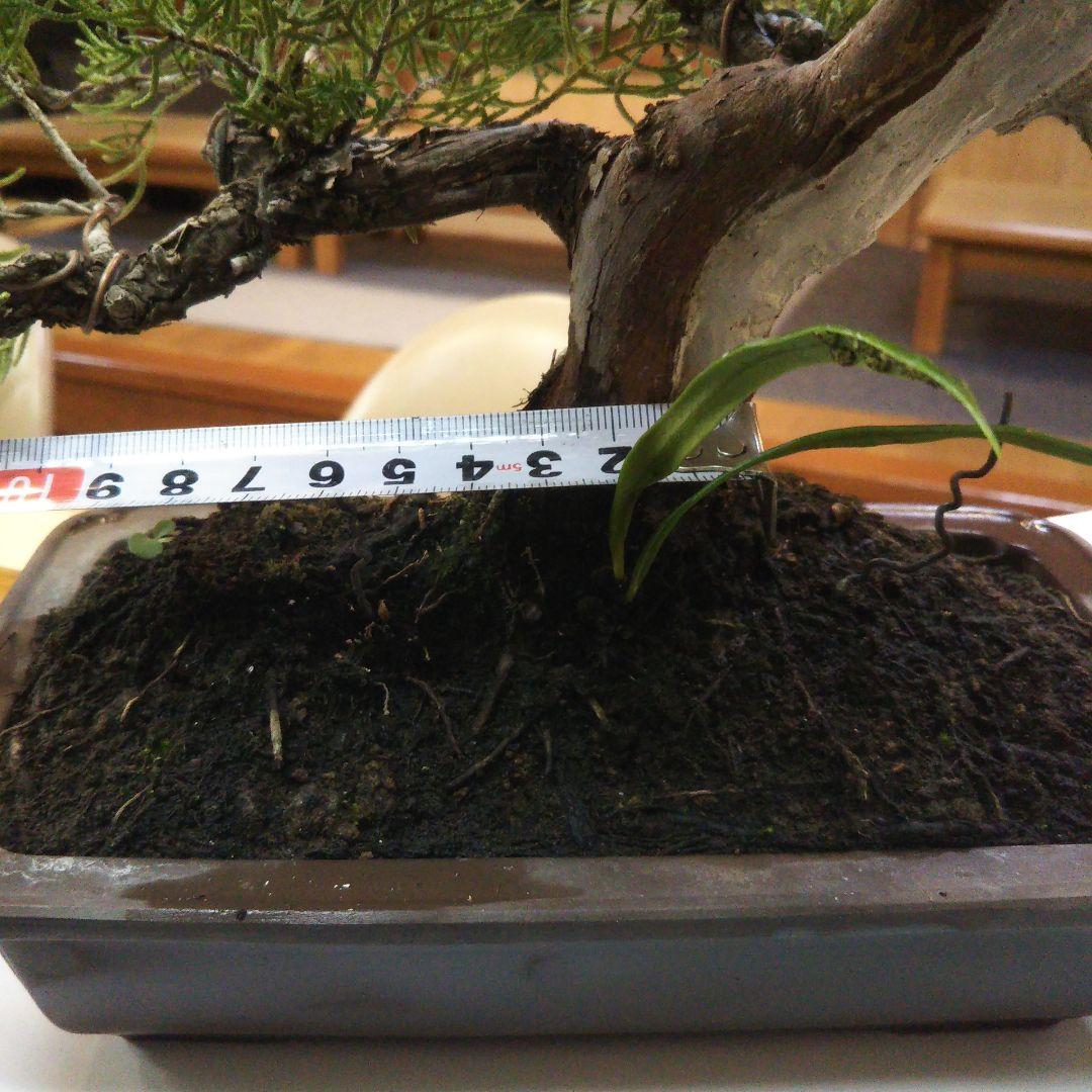 鉢ごと発送⭕️ 盆栽 真柏盆栽 BONSAI インテリア 中品 送料無料