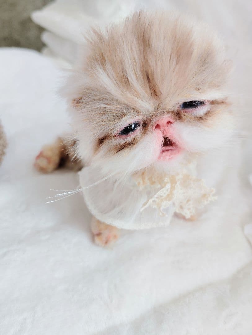 pecochan様御予約❤生後8日子猫ちゃん♡本当にミルク飲めるよ♡ちー出ます♡