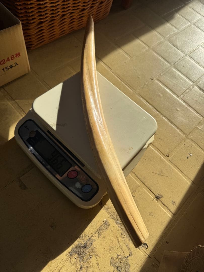 【登録票不要】　セイウチ　海象　牙　鯨歯　フィッシュフック　標本　根付　剥製