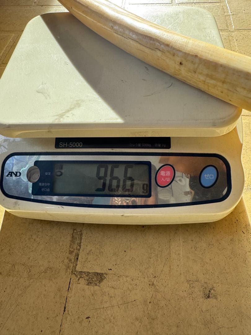 【登録票不要】　セイウチ　海象　牙　鯨歯　フィッシュフック　標本　根付　剥製