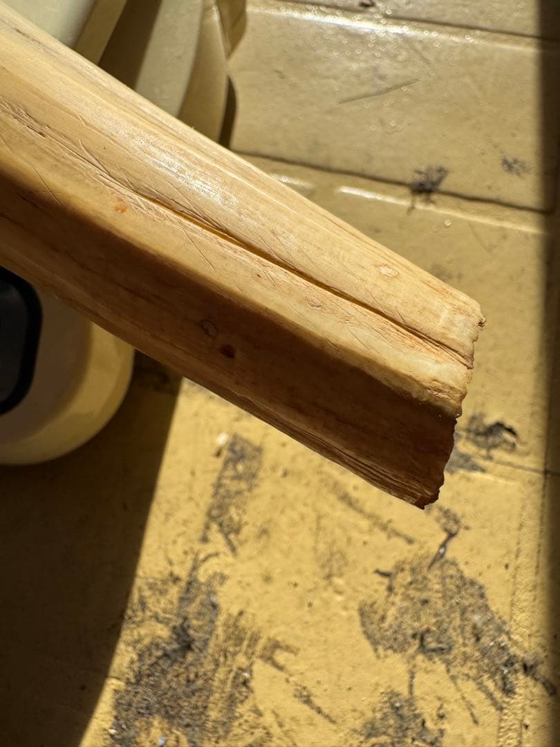 【登録票不要】　セイウチ　海象　牙　鯨歯　フィッシュフック　標本　根付　剥製