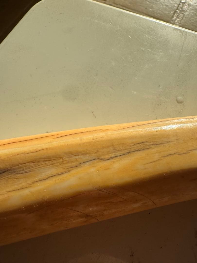 【登録票不要】　セイウチ　海象　牙　鯨歯　フィッシュフック　標本　根付　剥製