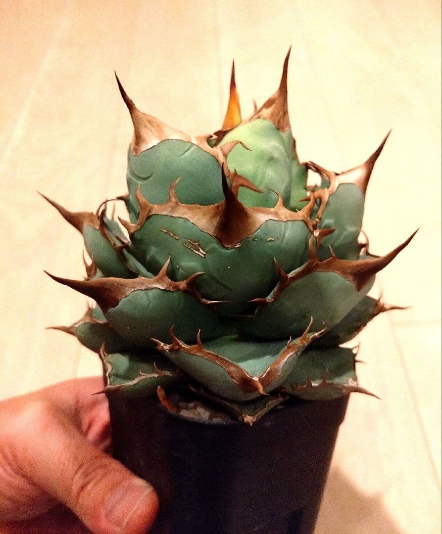 アガベ　オテロイ　実生選抜株　ボール型　チタノタ　BOM　完成形アガベ　大株