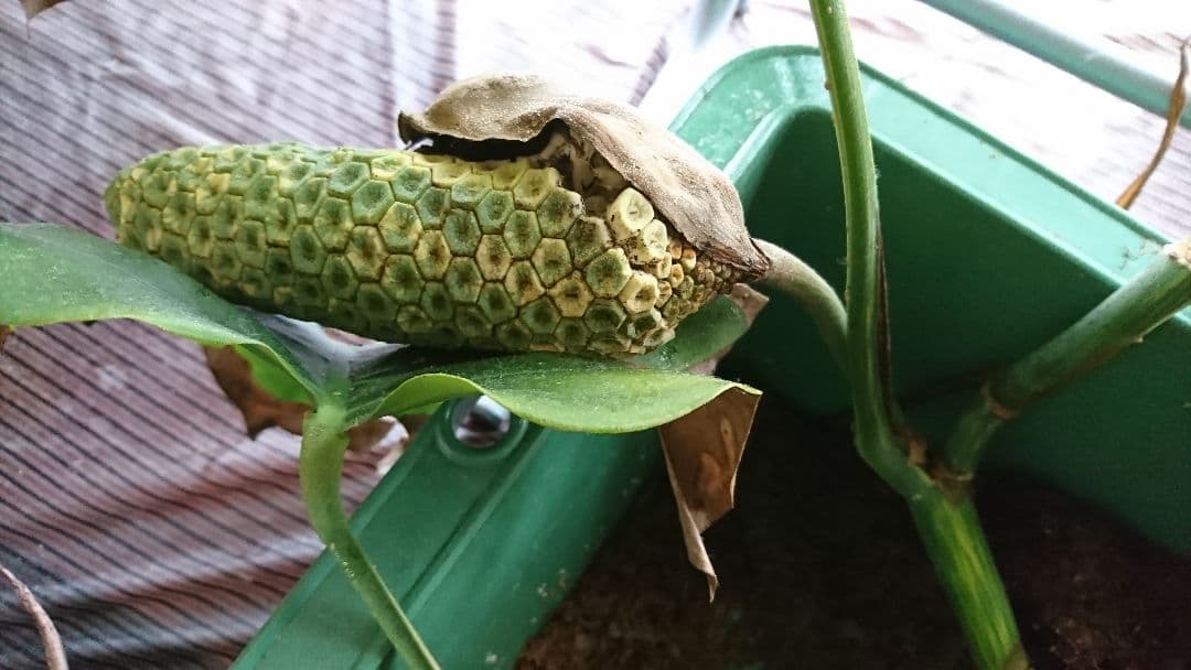 希少 果実 極上 黄斑 実 美しい 斑入り 極美 モンステラ 極斑 オーレア