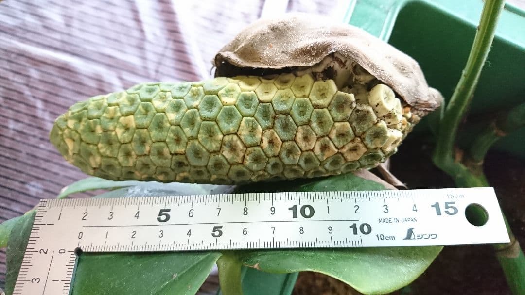 希少 果実 極上 黄斑 実 美しい 斑入り 極美 モンステラ 極斑 オーレア