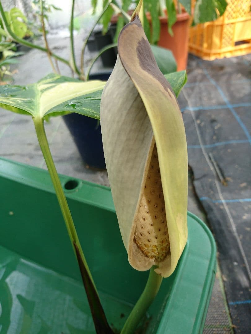 希少 果実 極上 黄斑 実 美しい 斑入り 極美 モンステラ 極斑 オーレア