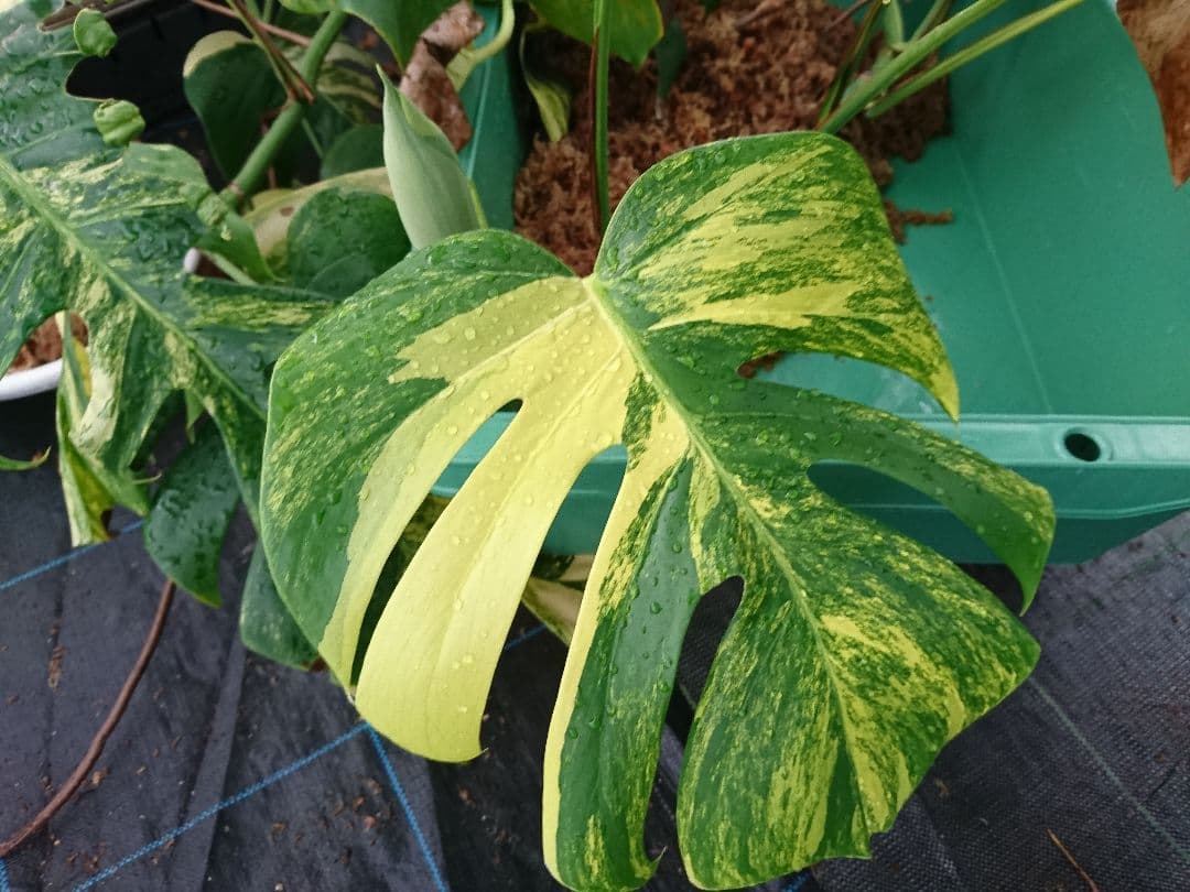 希少 果実 極上 黄斑 実 美しい 斑入り 極美 モンステラ 極斑 オーレア