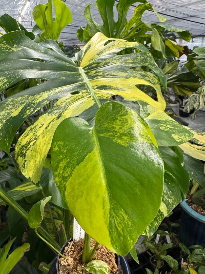 m*i様 K1モンステラ　イエローマリリン　黄斑入り