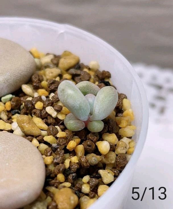 【キノピヨ】星桃錦からの葉挿し