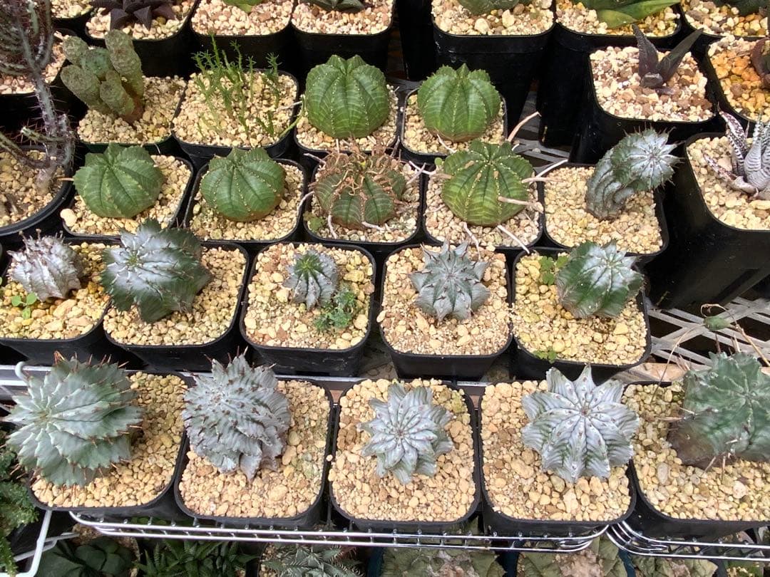 ユーフォルビア まとめ売り (サボテン・多肉植物) 1/2