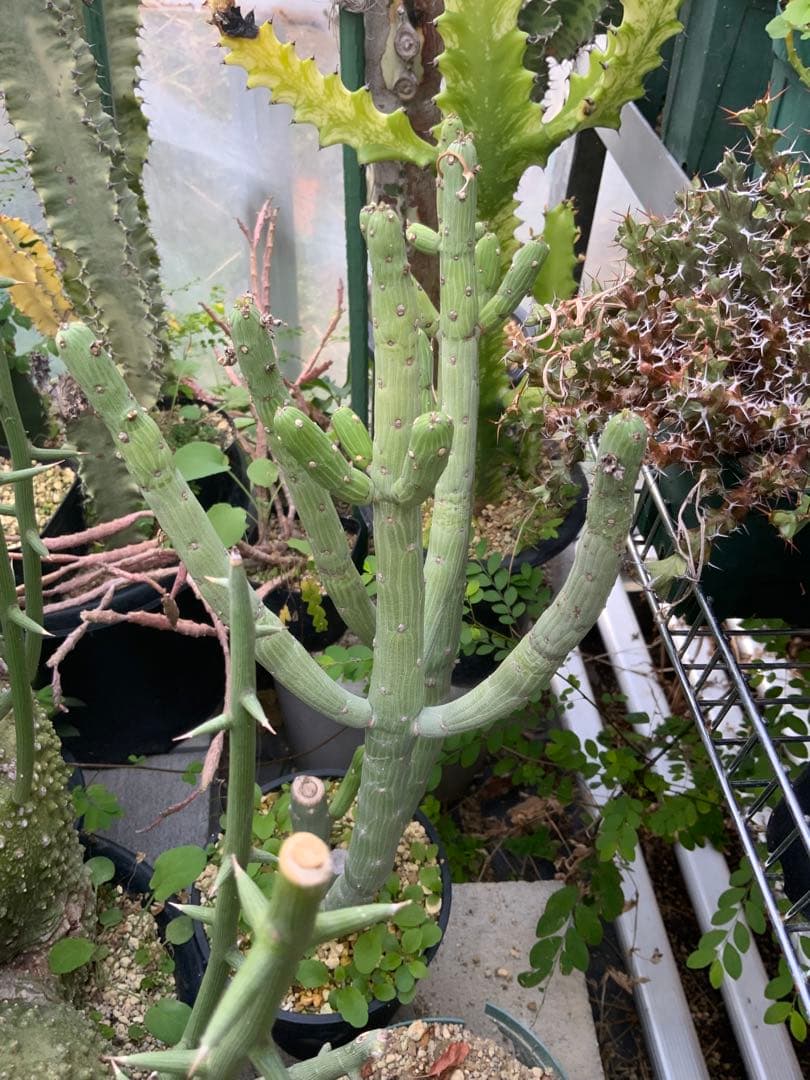 ユーフォルビア まとめ売り (サボテン・多肉植物) 1/2