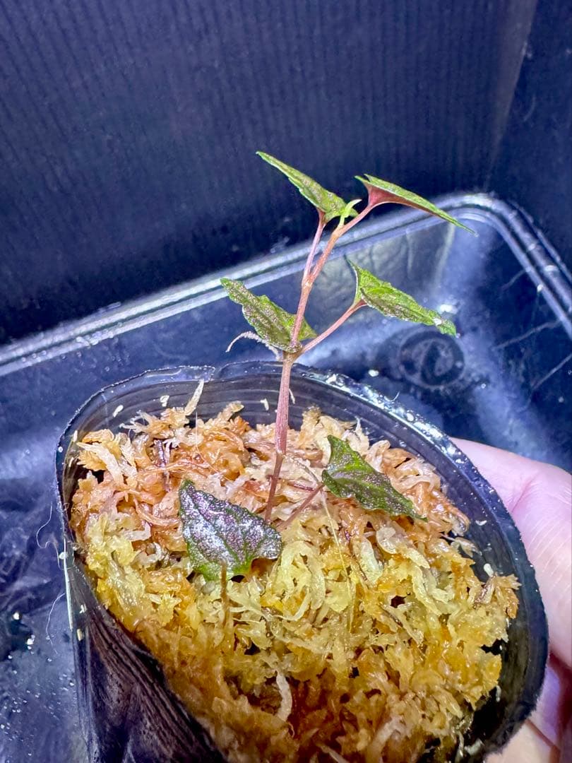 専用　希少❣️Piper sp. Carranglan ピペルカラングラン