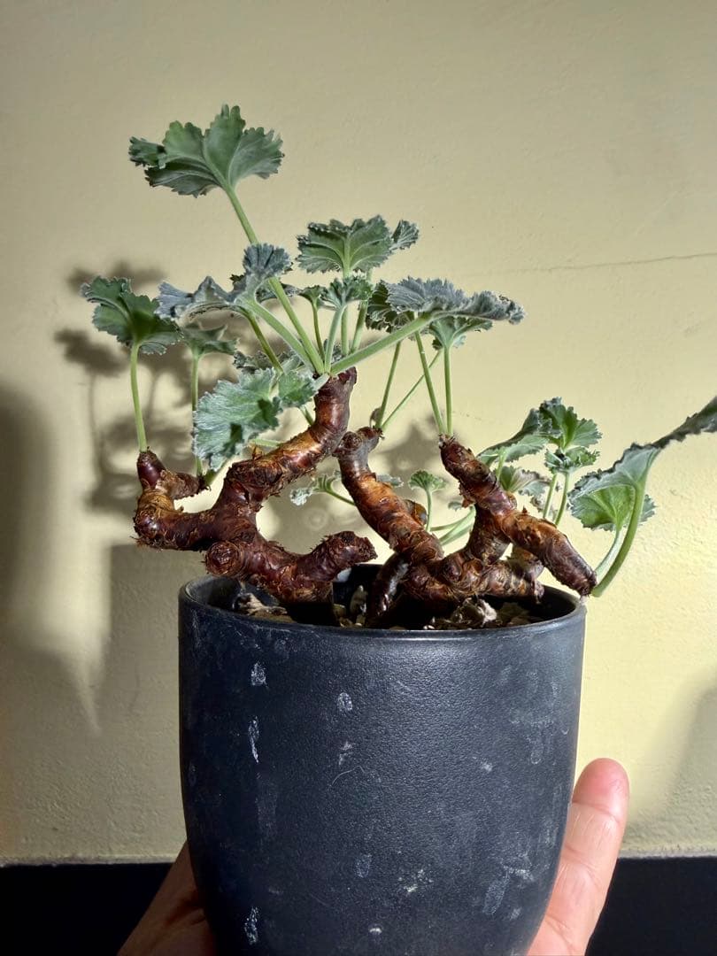 ペラルゴニウム　ミラビレ 発根株 ランダムでオマケ付き