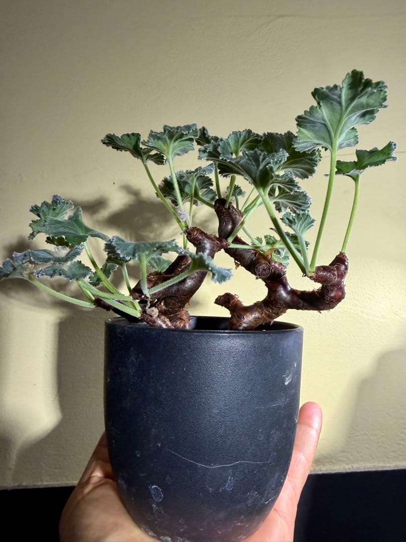 ペラルゴニウム　ミラビレ 発根株 ランダムでオマケ付き