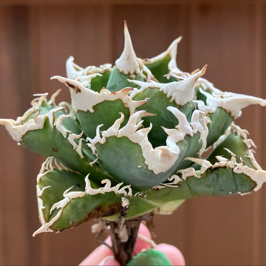 H*C様 【オークション】②選抜　太棘　子株付き　アガべ　チタノタ　白豪刺　TC