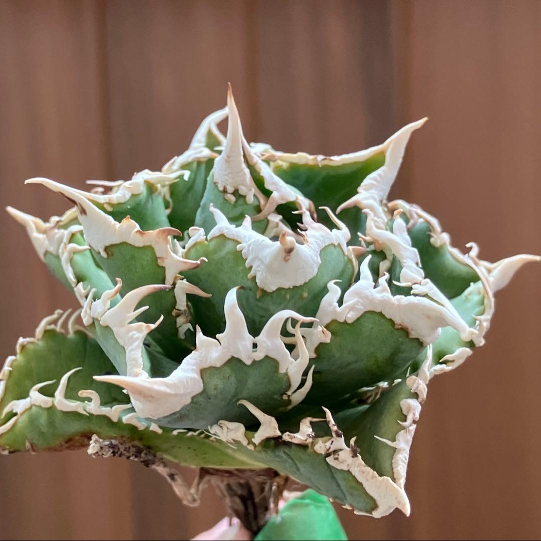 H*C様 【オークション】②選抜　太棘　子株付き　アガべ　チタノタ　白豪刺　TC