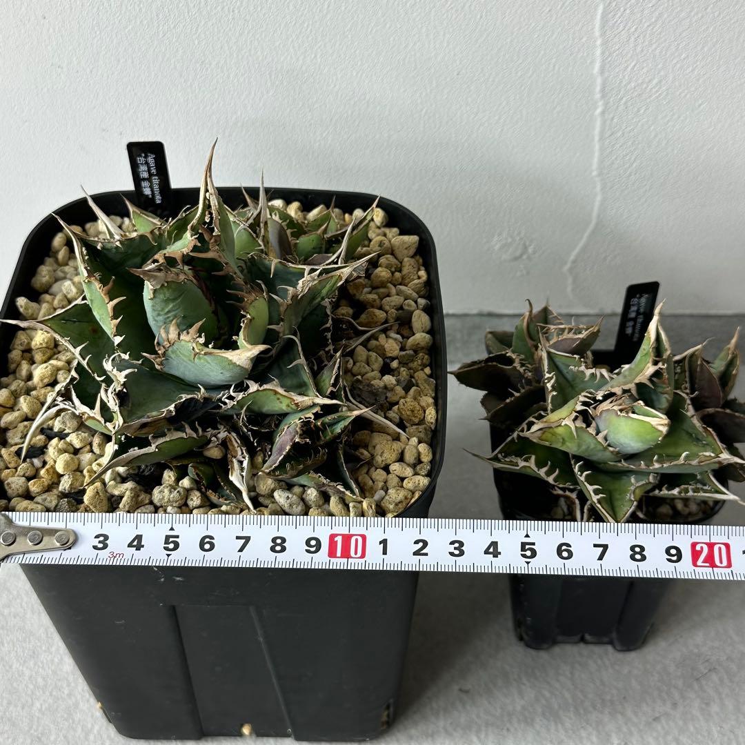 【最終値下げ】 チタノタ スタッズ系 14株以上セット 検) オテロイ、ブツブツ